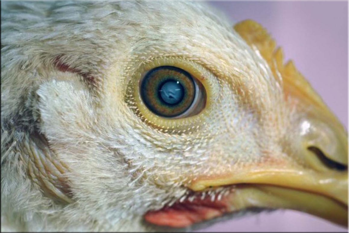 Cataract in a broiler breeder pullet, 12 weeks old. alt